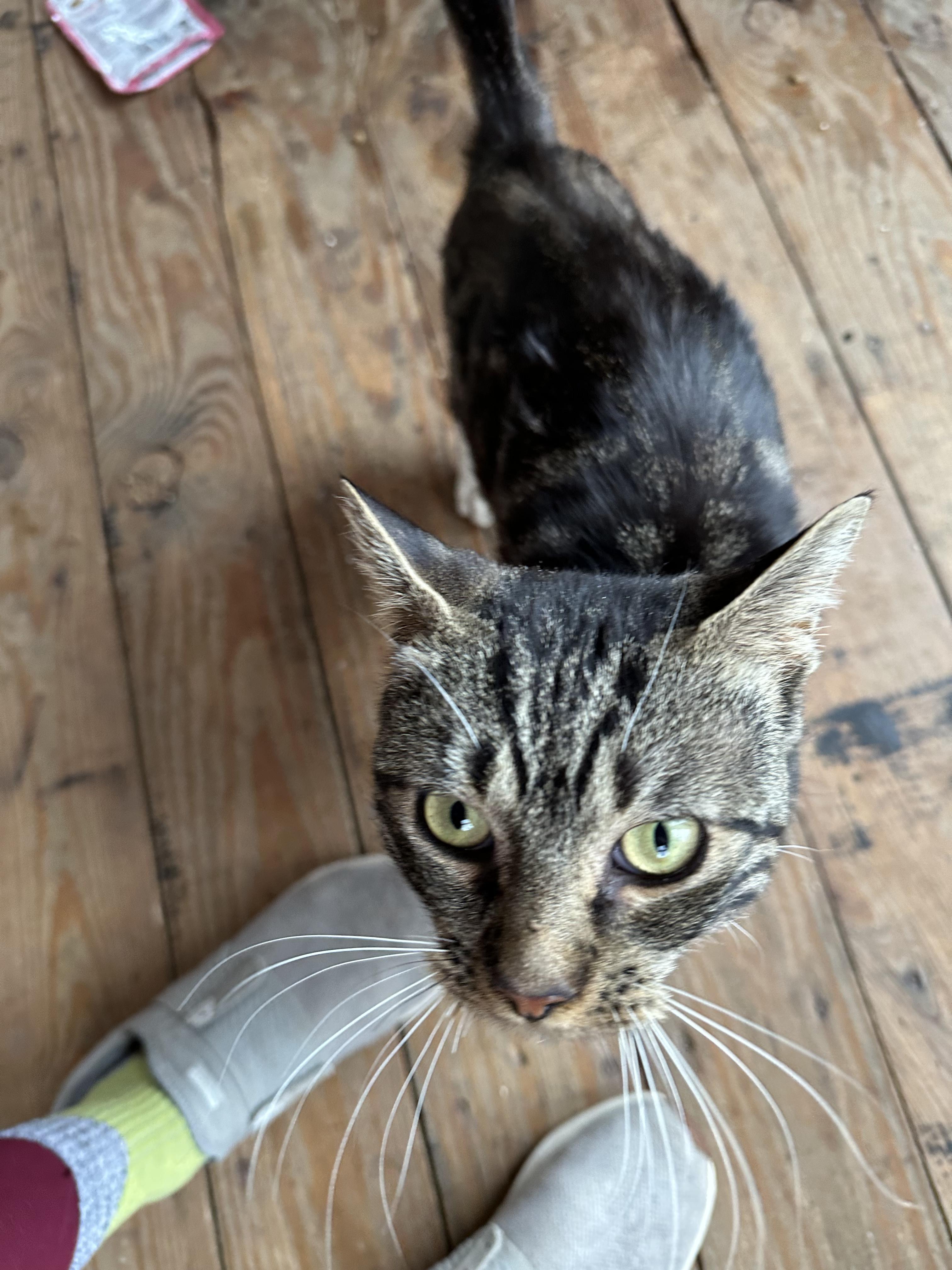 PIXEL, a Adopted mixed breed in Broadalbin, NY image 5/6