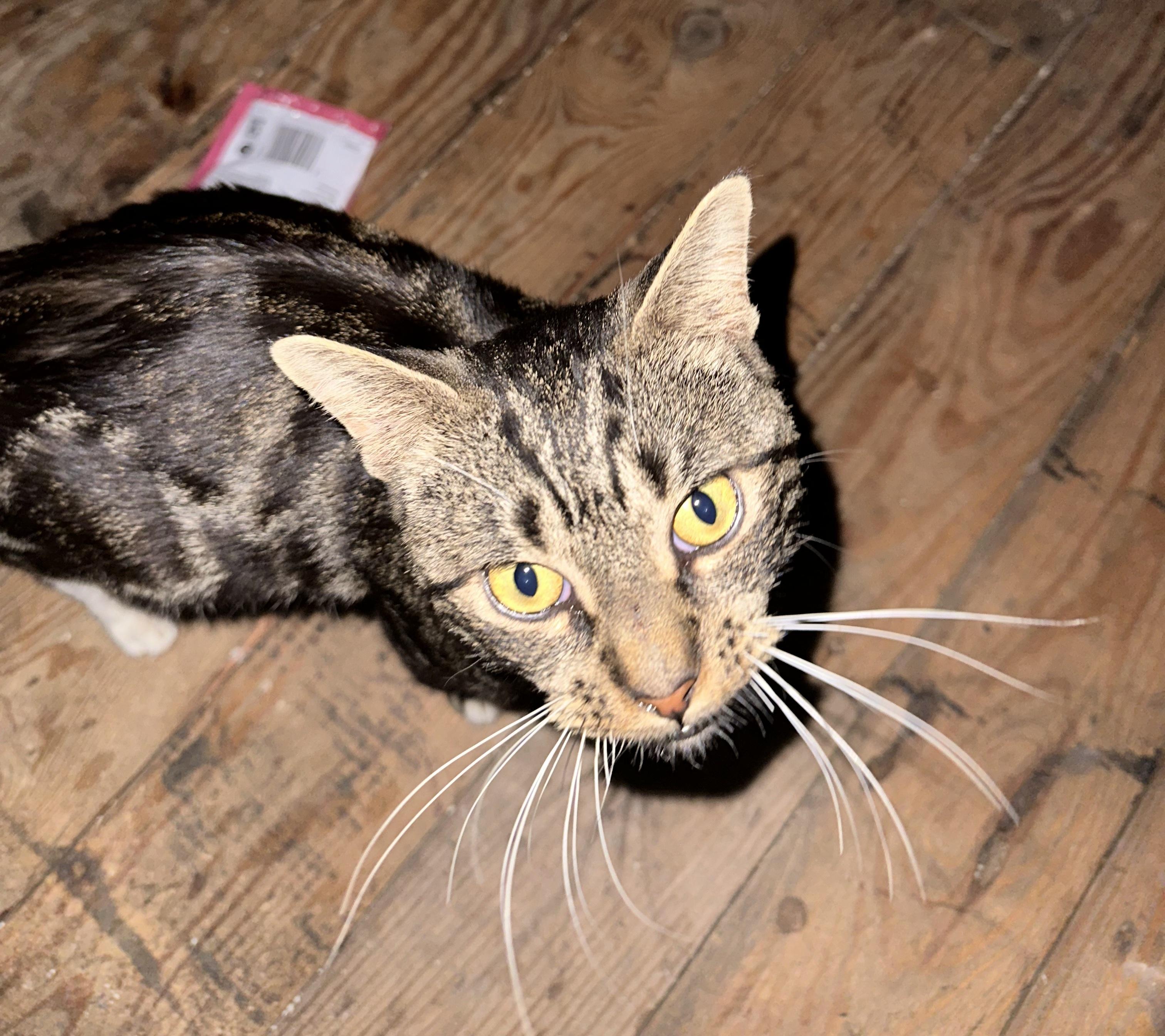 PIXEL, a Adopted mixed breed in Broadalbin, NY image 3/6