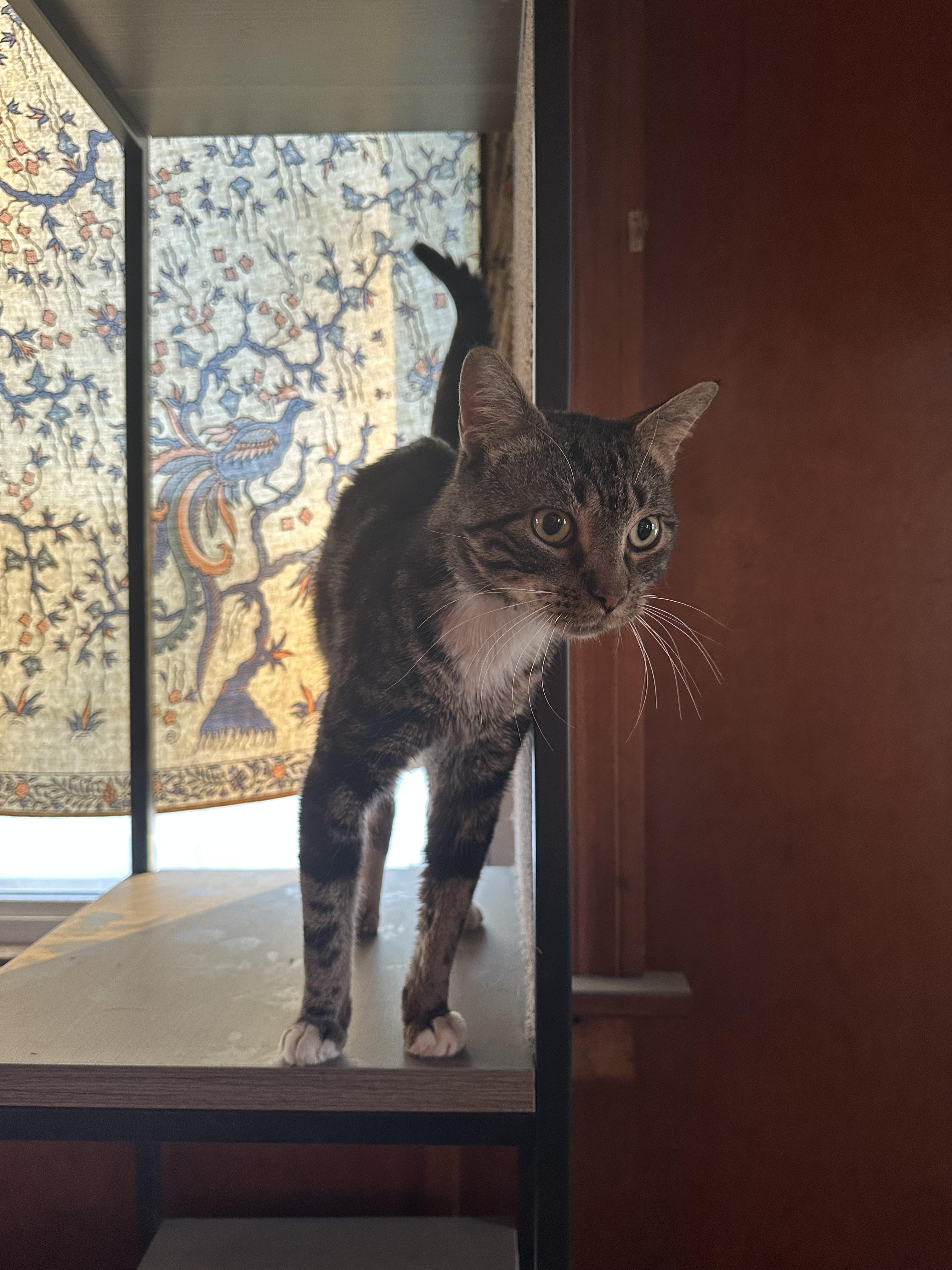 PIXEL, a Adopted mixed breed in Broadalbin, NY image 6/6