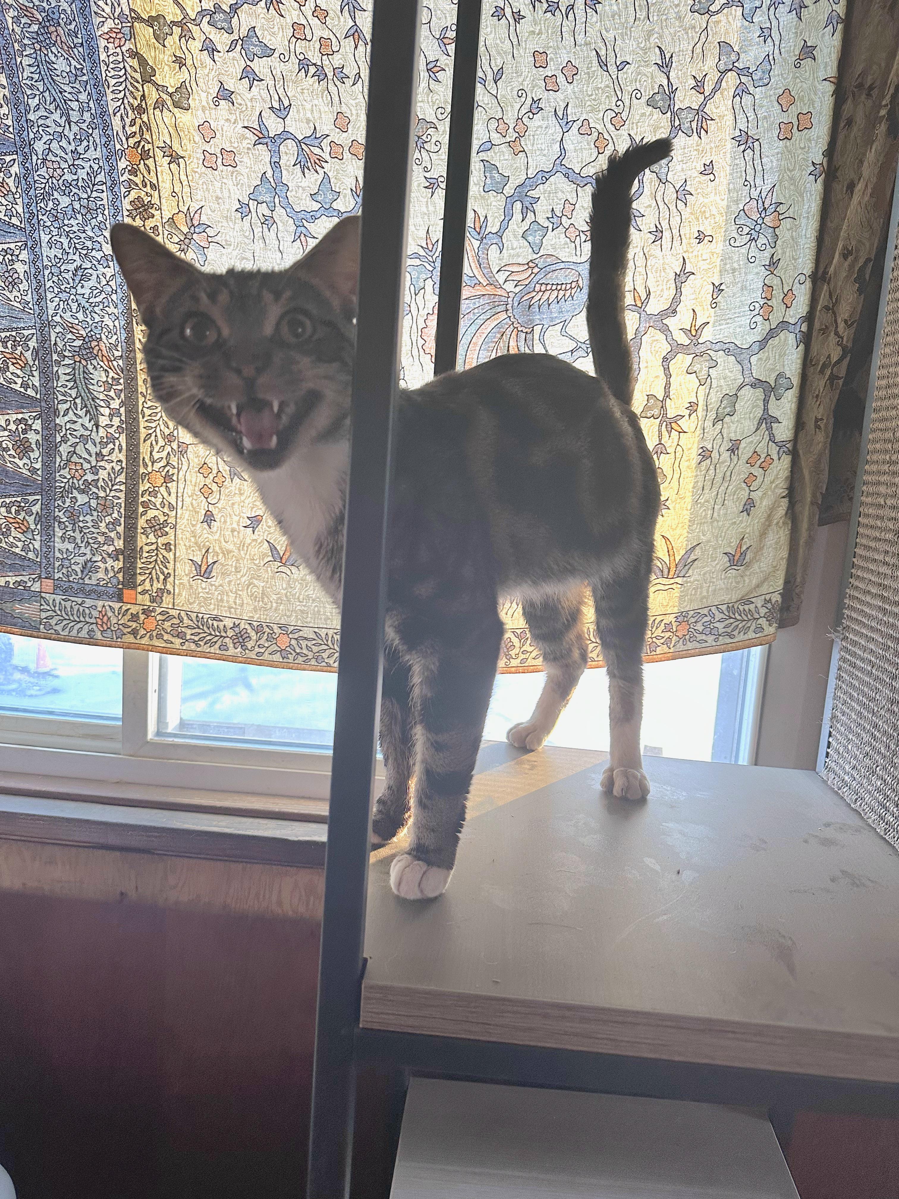 PIXEL, a Adopted mixed breed in Broadalbin, NY image 4/6