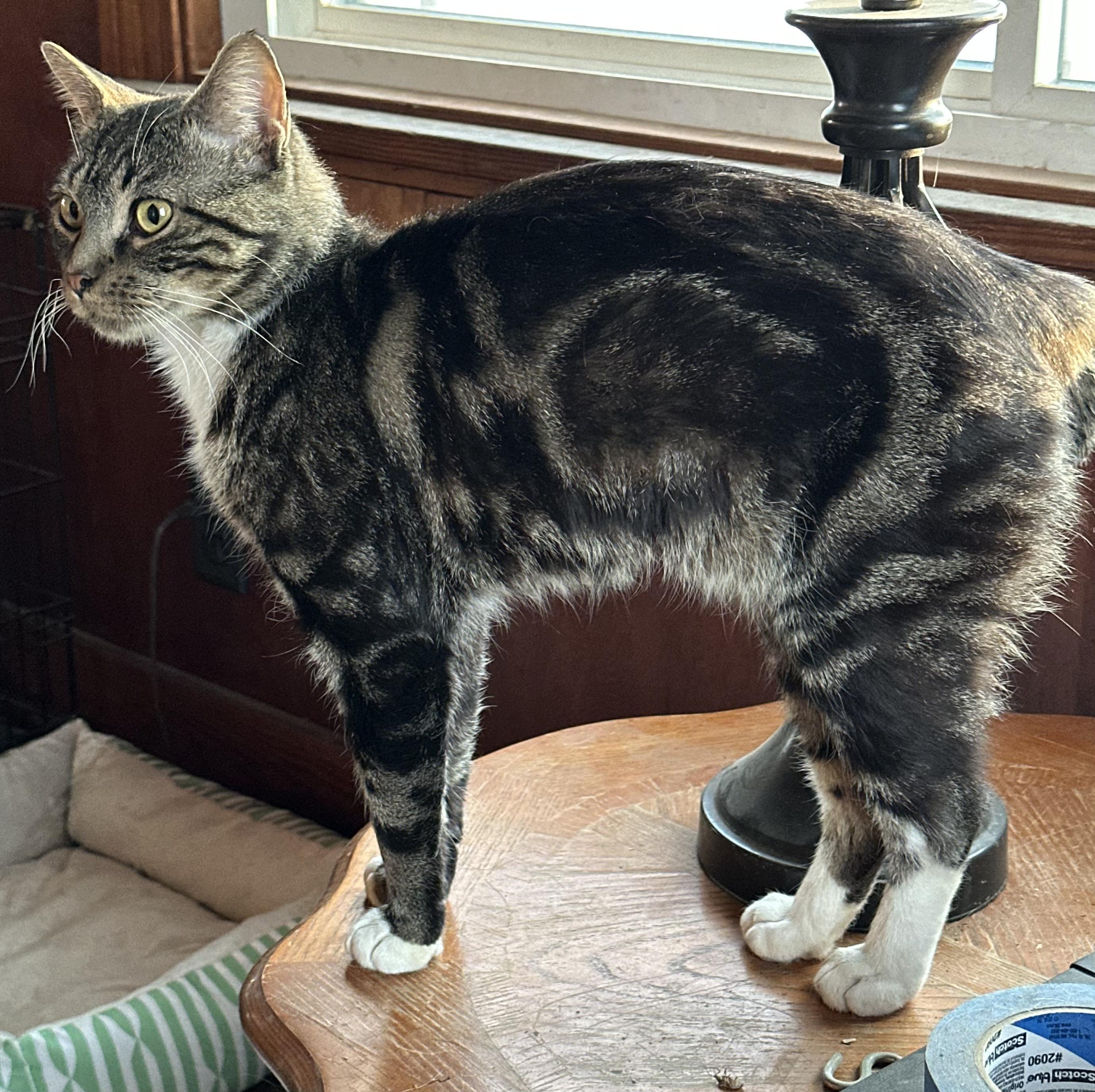 PIXEL, a Adopted mixed breed in Broadalbin, NY image 2/6