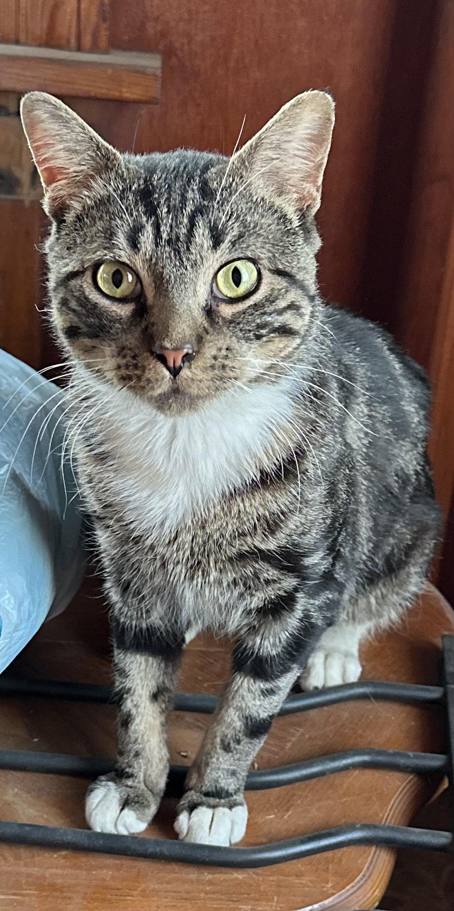 PIXEL, a Adopted mixed breed in Broadalbin, NY image 1/6