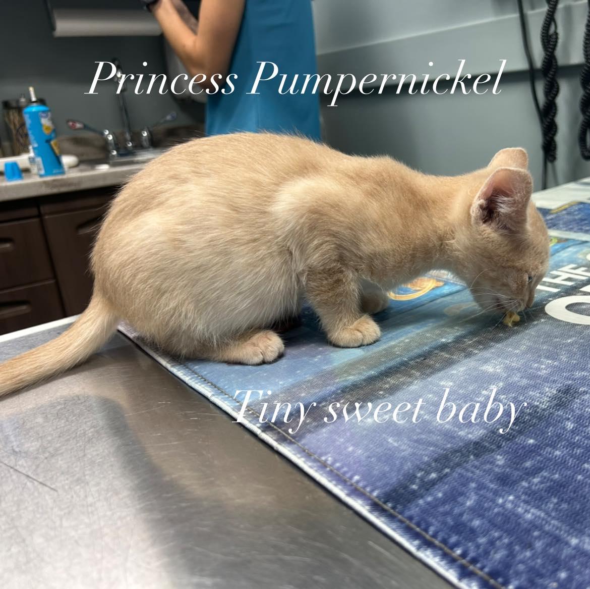 Princess Pumpernickel, Adopted, Young Female American Shorthair.
