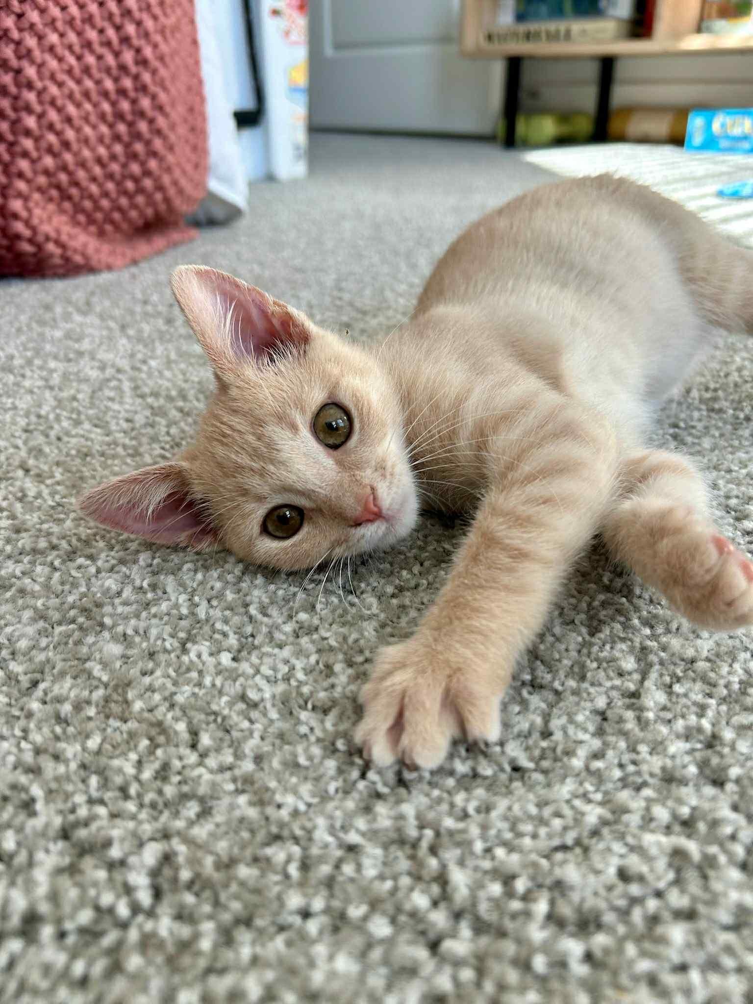 Enlarge Princess Pumpernickel, a Adopted American Shorthair in Raeford, NC image 2/2
