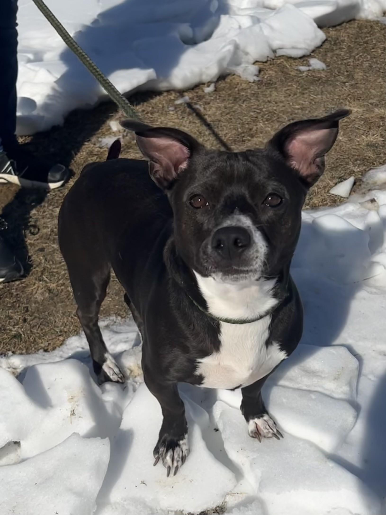 Enlarge Oliver, a ADOPTABLE mixed breed in Winchester, VA image 5/5