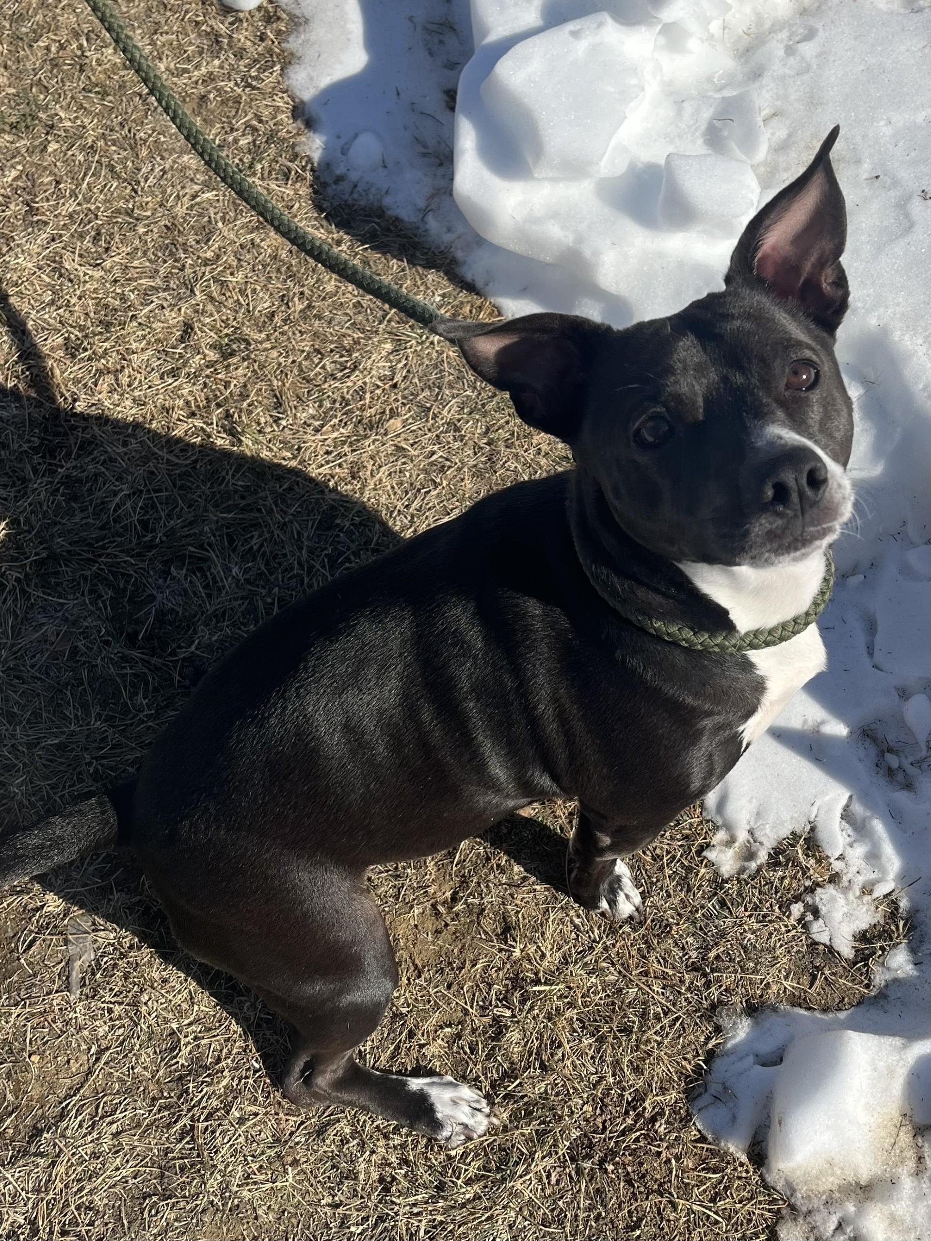 Enlarge Oliver, a ADOPTABLE mixed breed in Winchester, VA image 4/5