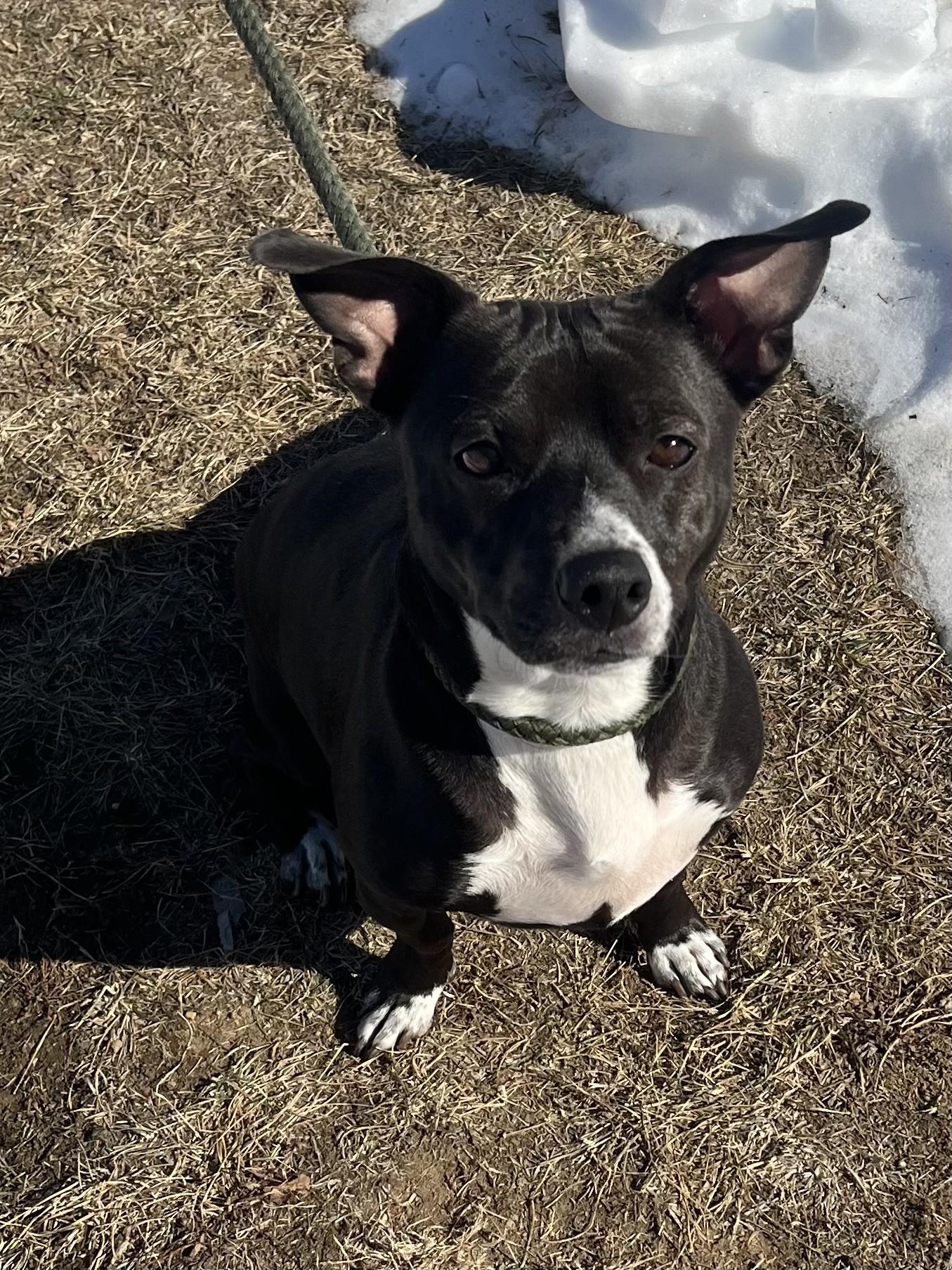 Enlarge Oliver, a ADOPTABLE mixed breed in Winchester, VA image 2/5