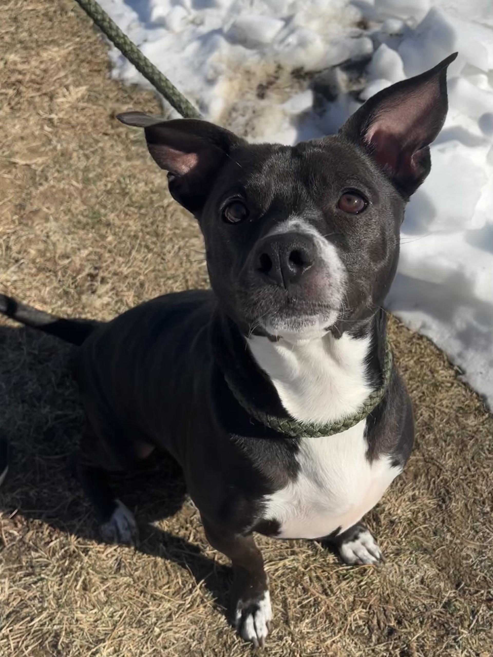Oliver, ADOPTABLE, Adult Male Chihuahua.