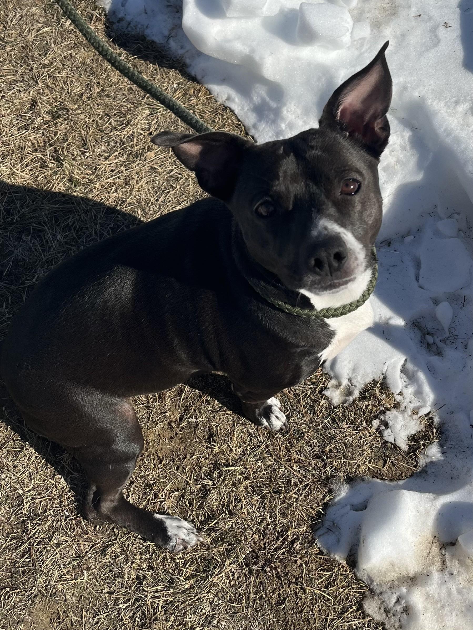 Enlarge Oliver, a ADOPTABLE mixed breed in Winchester, VA image 3/5