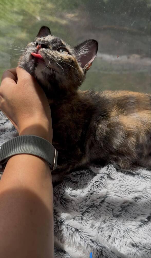 Egwene, Adopted, Kitten Female Domestic Short Hair.