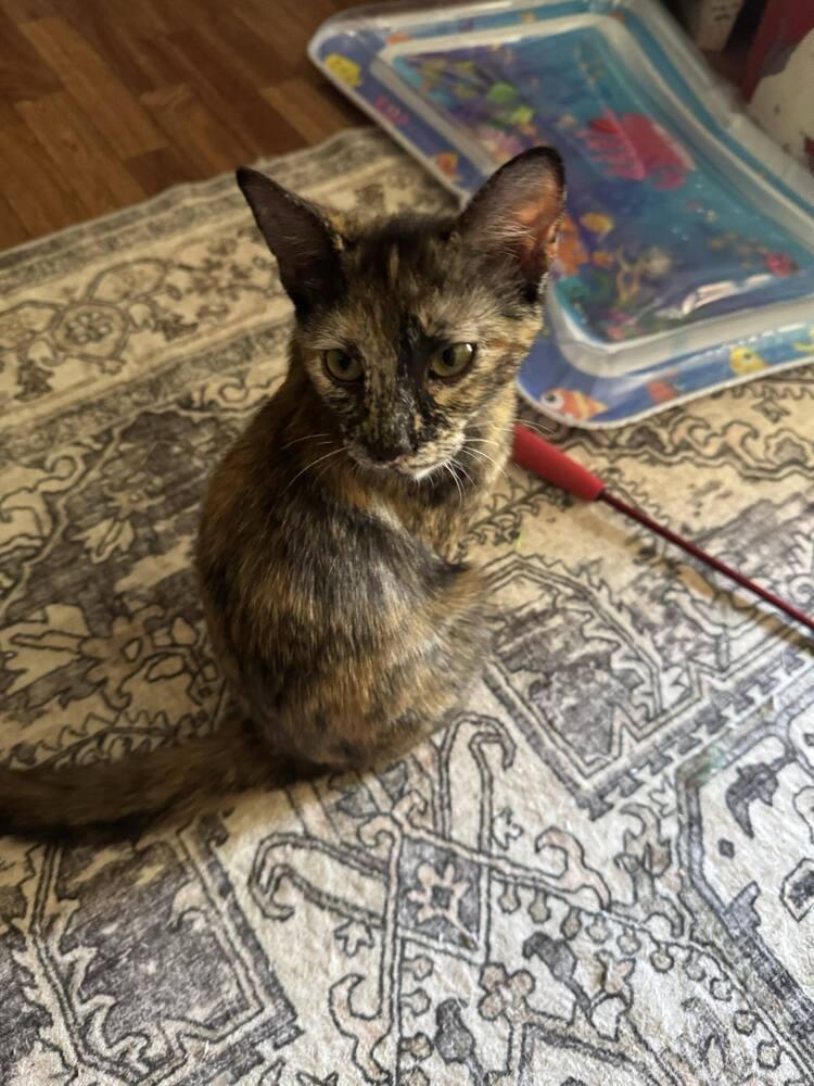 Egwene, Adopted, Kitten Female Domestic Short Hair.
