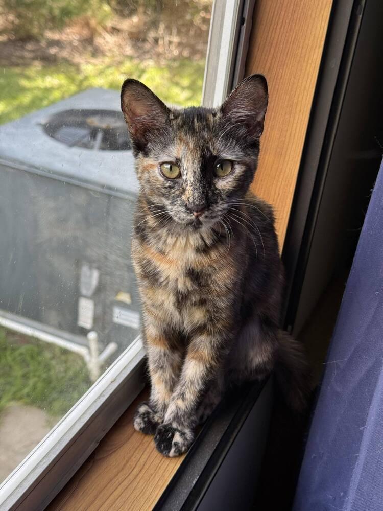 Enlarge Egwene, a Adopted Domestic Short Hair in Cary, NC image 3/6