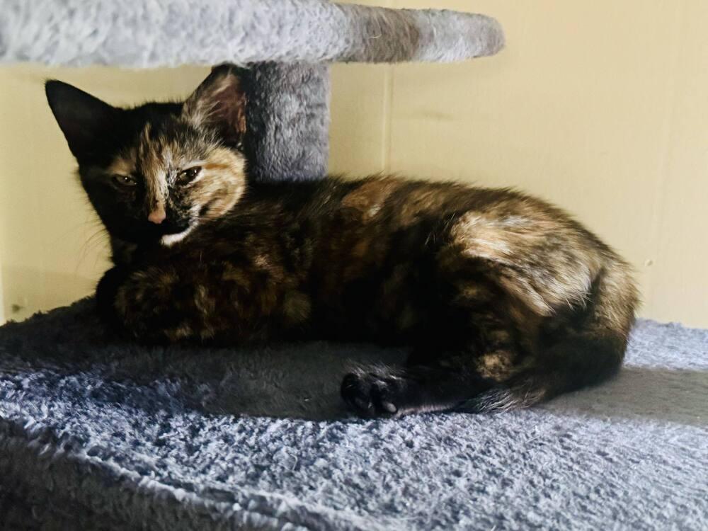 Enlarge Egwene, a Adopted Domestic Short Hair in Cary, NC image 4/6