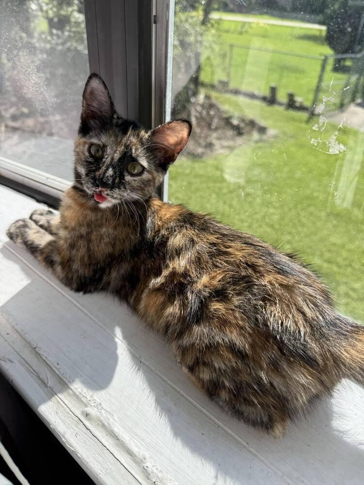 Enlarge Egwene, a Adopted Domestic Short Hair in Cary, NC image 5/6