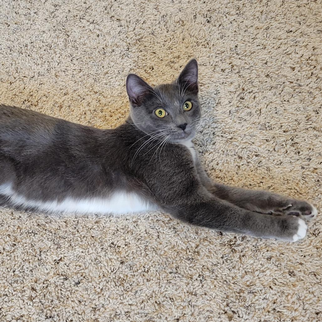 Milo, Adoptable, Young Male Domestic Short Hair.