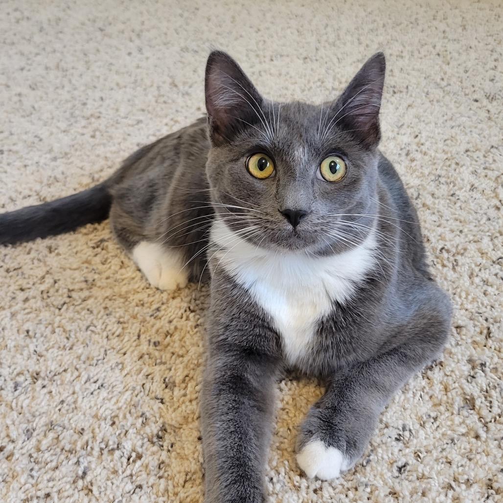 Milo, a Adoptable Domestic Short Hair in Washougal, WA image 4/4