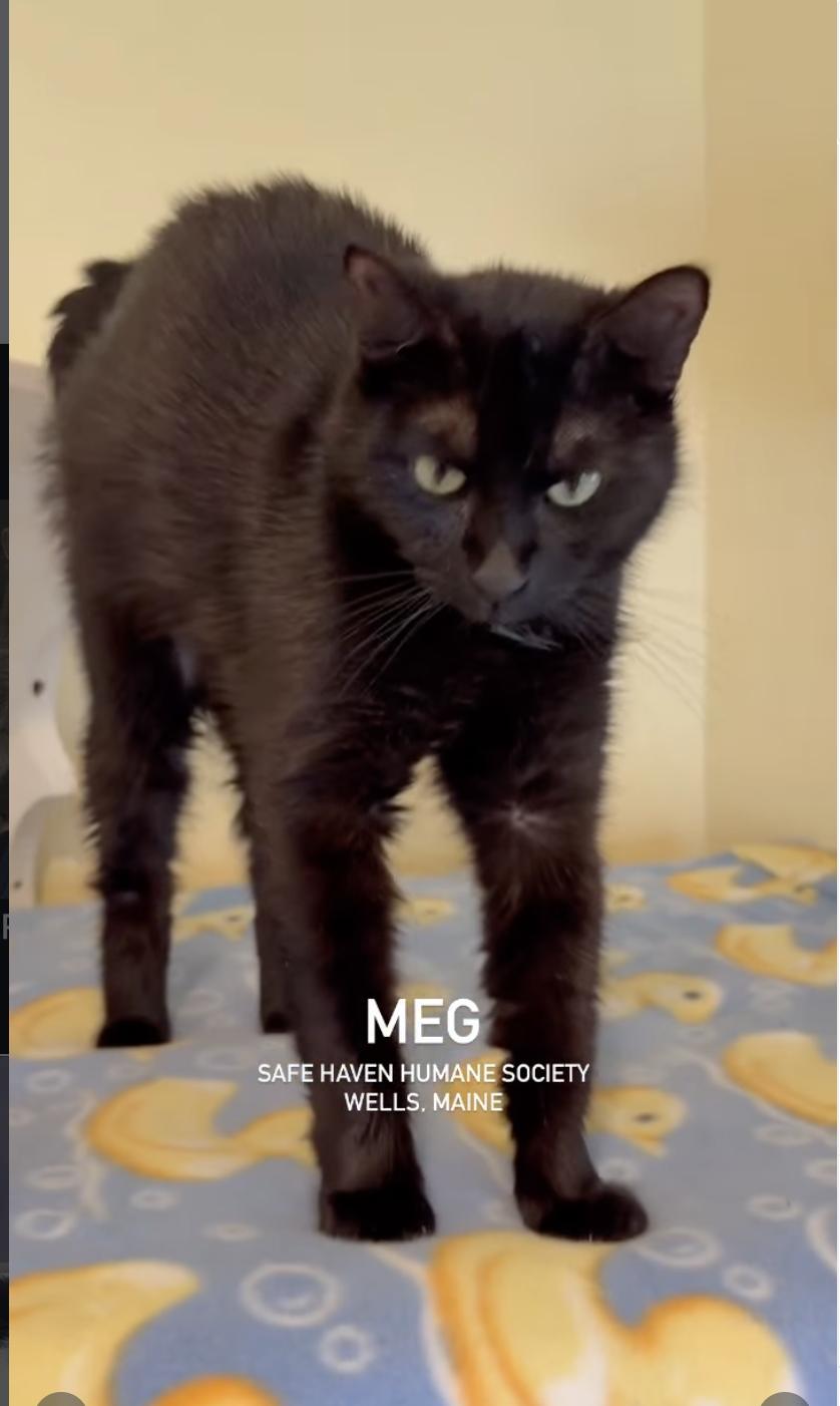 Enlarge Meg, an adopted Domestic Short Hair in Wells, ME image 1/1
