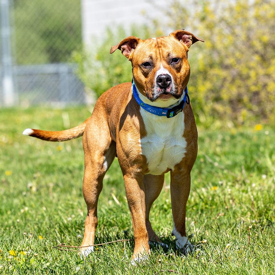Rico, Adoptable, Adult Male Pit Bull Terrier.
