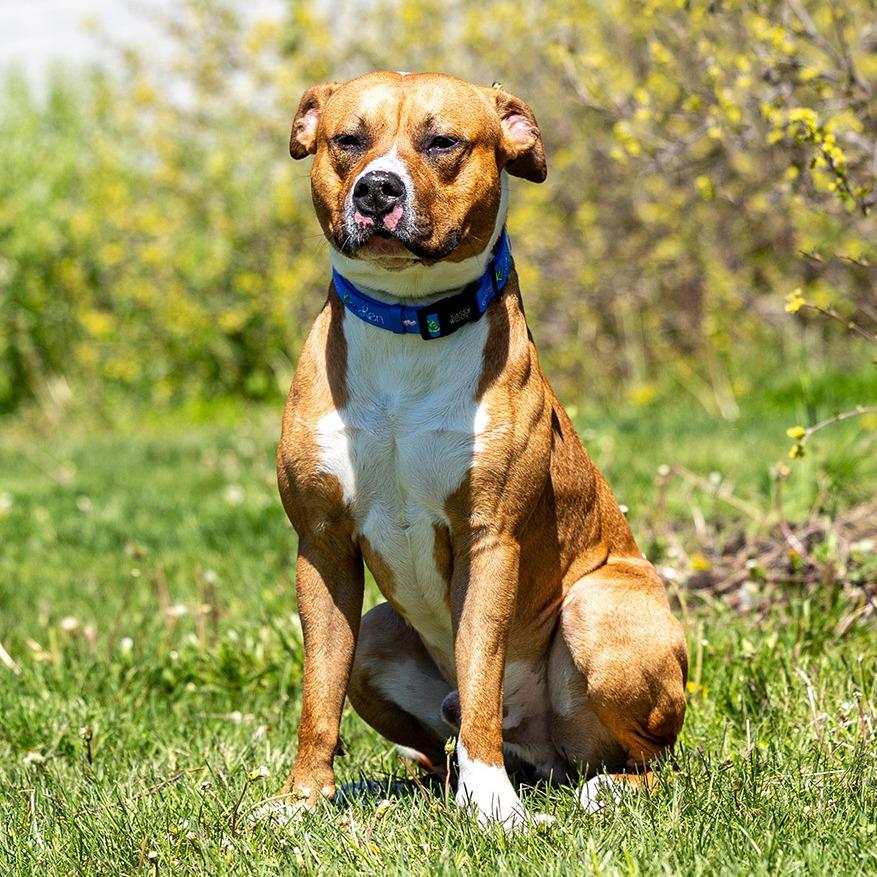 Rico, a Adoptable Pit Bull Terrier in Council Bluffs, IA image 2/4