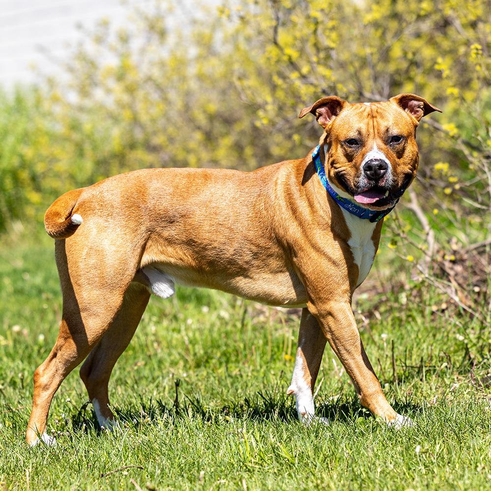 Rico, a Adoptable Pit Bull Terrier in Council Bluffs, IA image 3/4