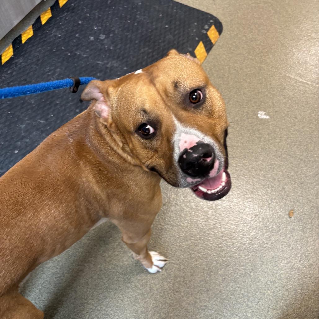 Rico, a Adoptable Pit Bull Terrier in Council Bluffs, IA image 4/4