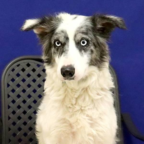 Hope, Adoptable, Adult Female Australian Shepherd.