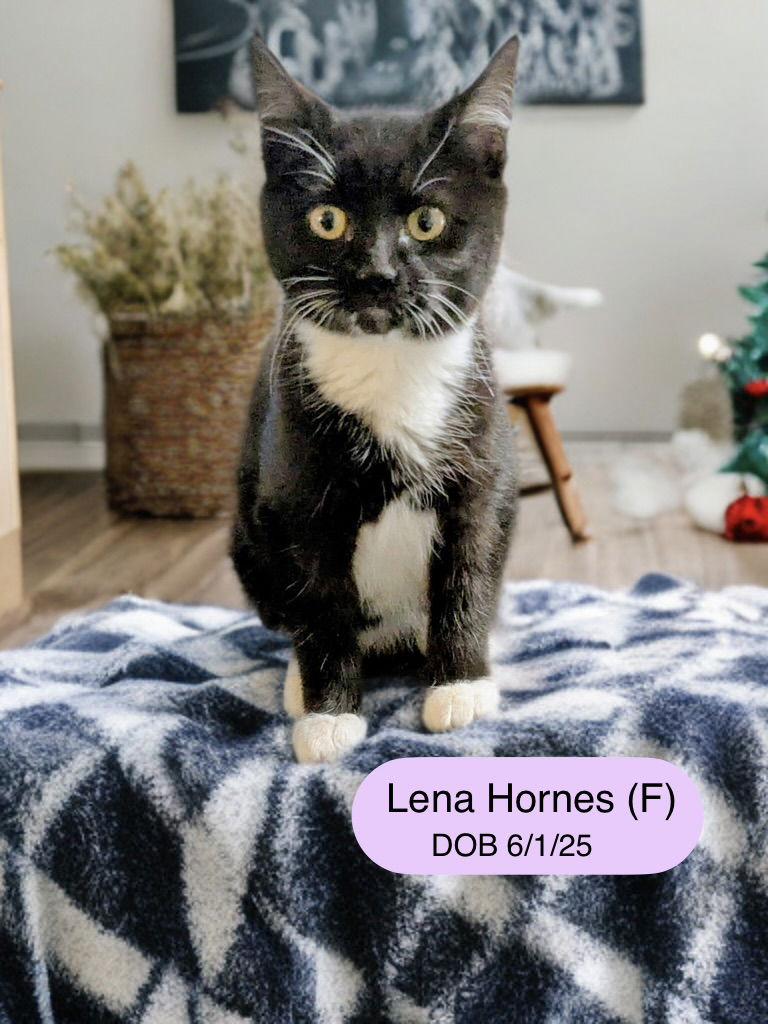 Lena Hornes thumbnail 2