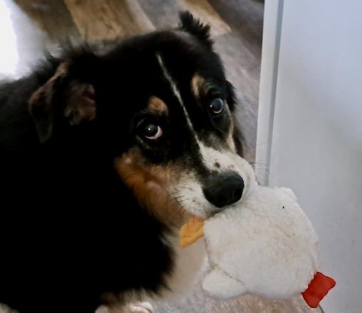 Millie, Adoptable, Adult Female Australian Shepherd.