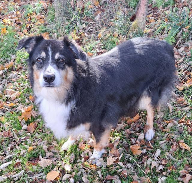 Millie, a Adoptable Australian Shepherd in Honesdale, PA image 2/4