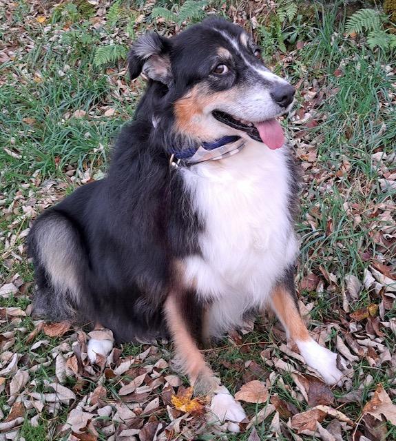 Millie, a Adoptable Australian Shepherd in Honesdale, PA image 3/4