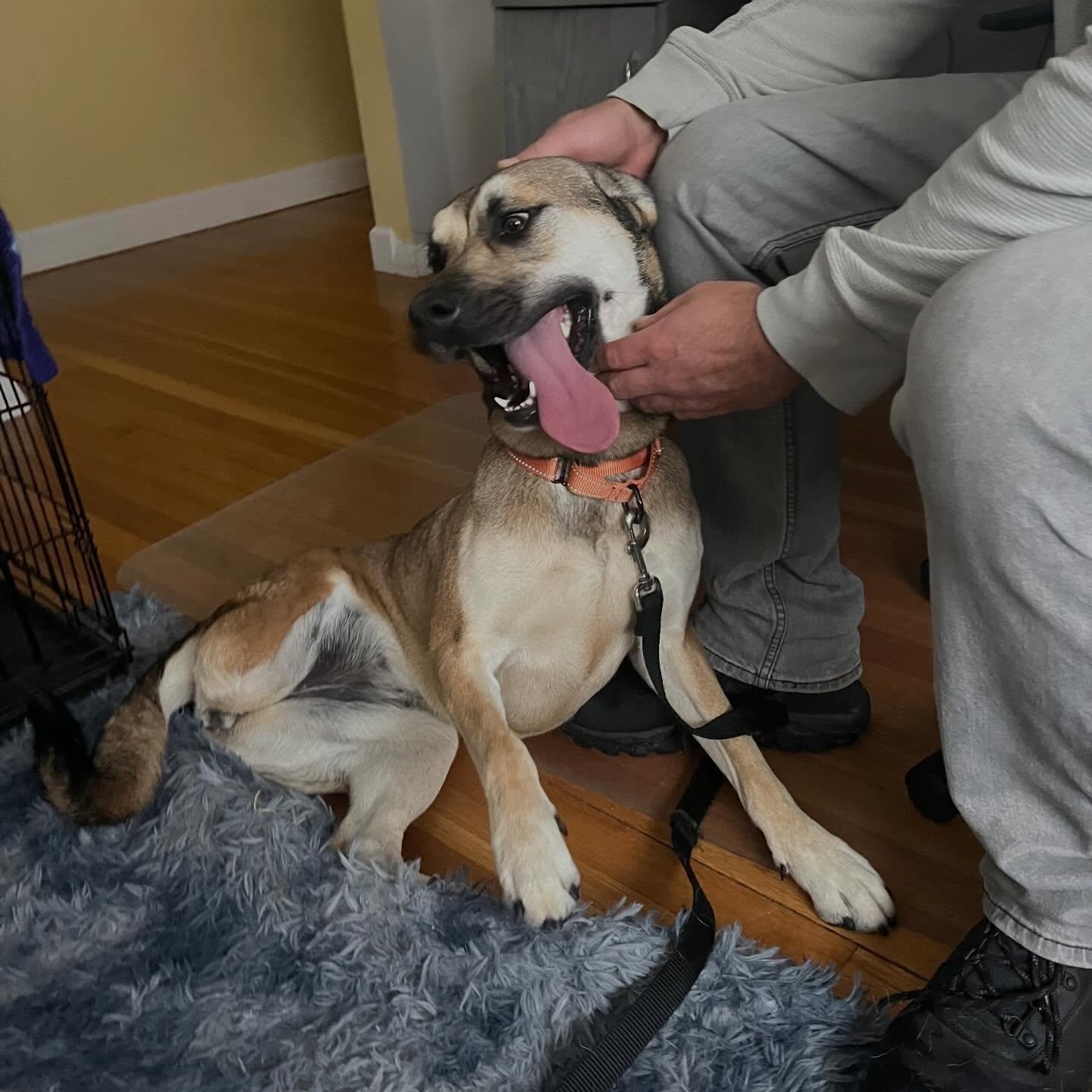 Enlarge Remy, a Adoptable mixed breed in Chelmsford, MA image 5/5