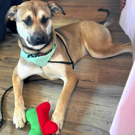 Remy, Adoptable, Adult Female Shepherd.