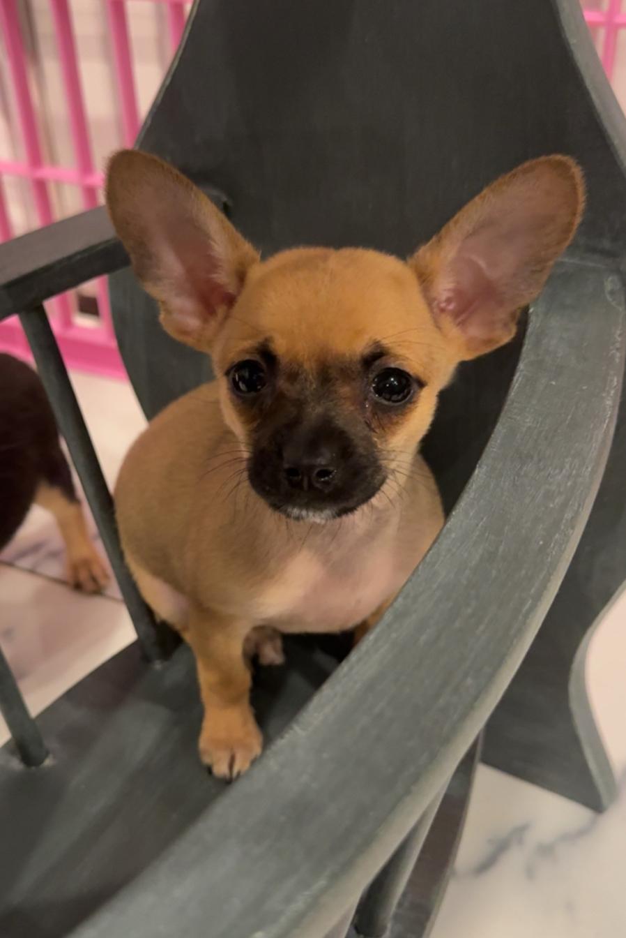 Pluto, adoptable, Puppy Male Dachshund.