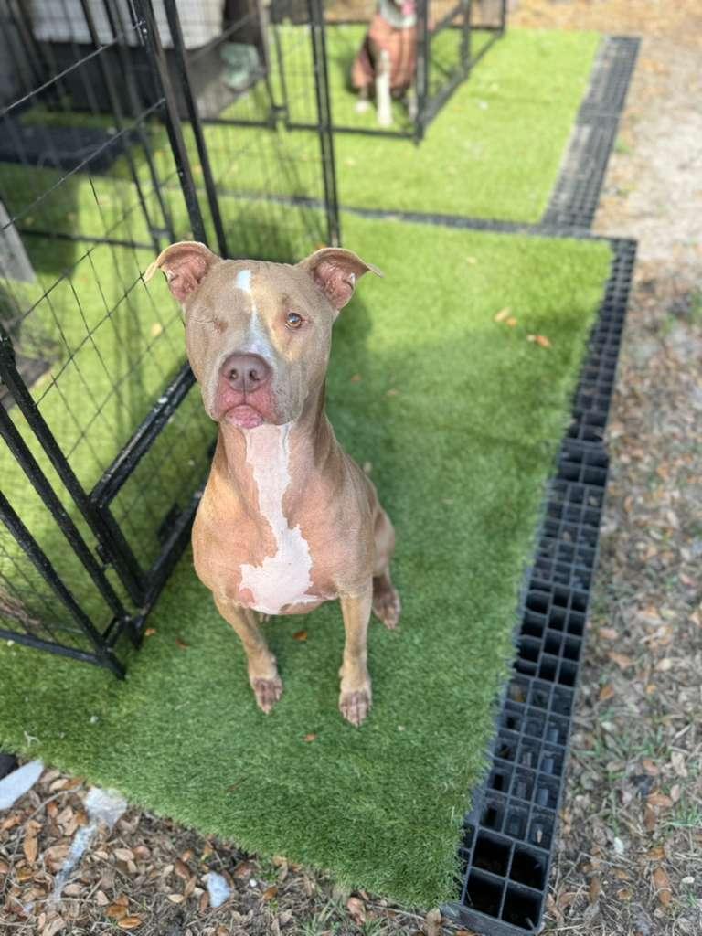 Enlarge Poppy, a Adoptable Pit Bull Terrier in Tampa, FL image 1/3