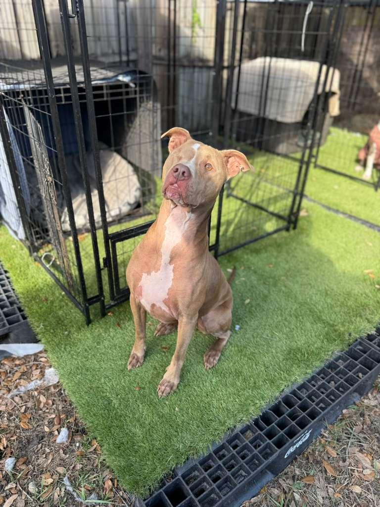 Enlarge Poppy, a Adoptable Pit Bull Terrier in Tampa, FL image 2/3