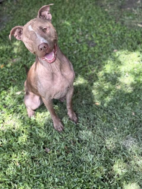 Enlarge Poppy, a Adoptable Pit Bull Terrier in Tampa, FL image 3/3