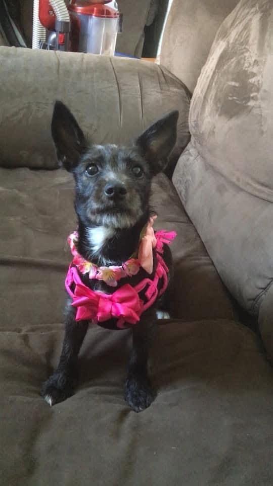 Gracie, a Adopted mixed breed in Willard, NC image 1/3