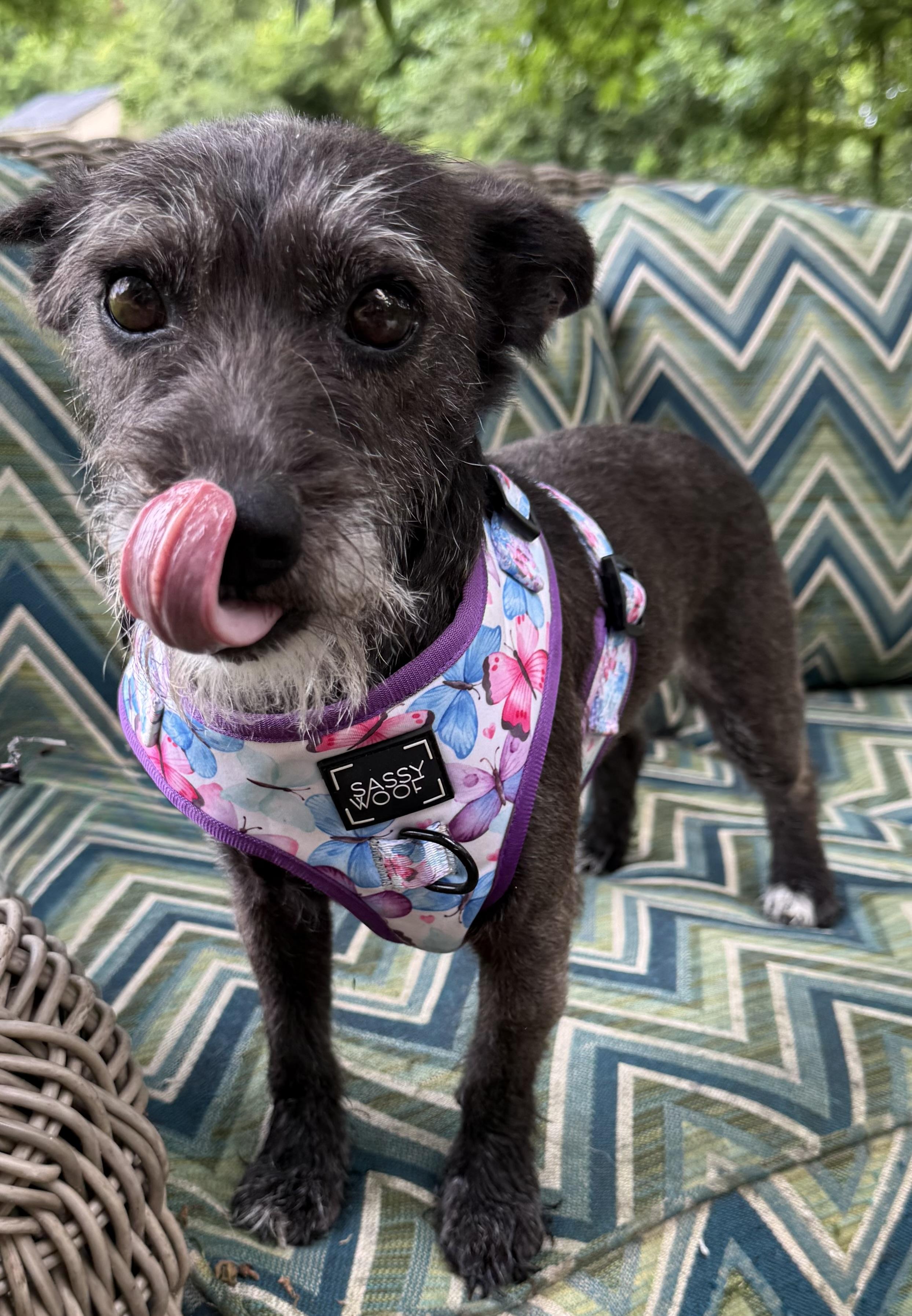 Gracie, a Adopted mixed breed in Willard, NC image 2/3