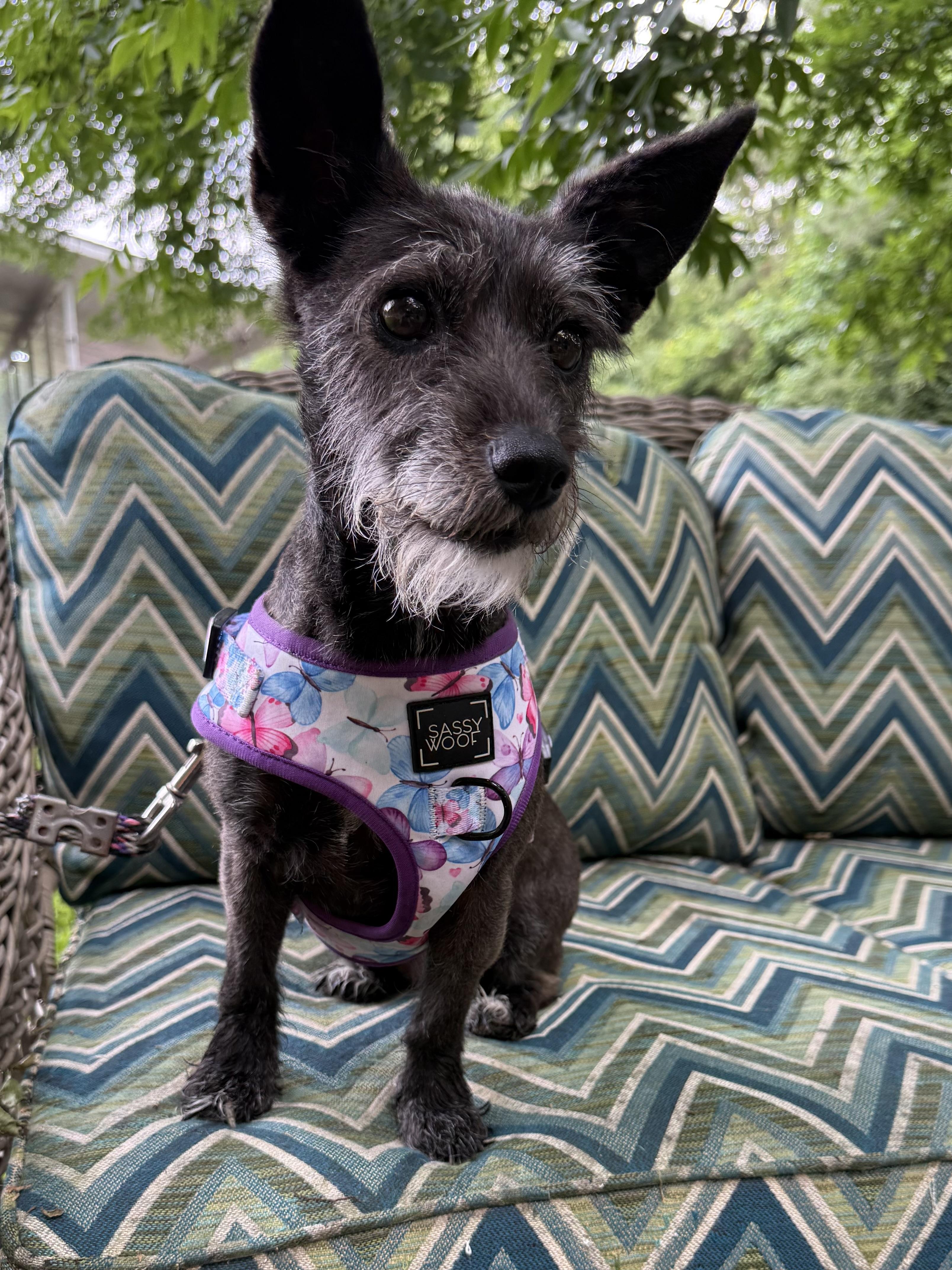 Gracie, a Adopted mixed breed in Willard, NC image 3/3
