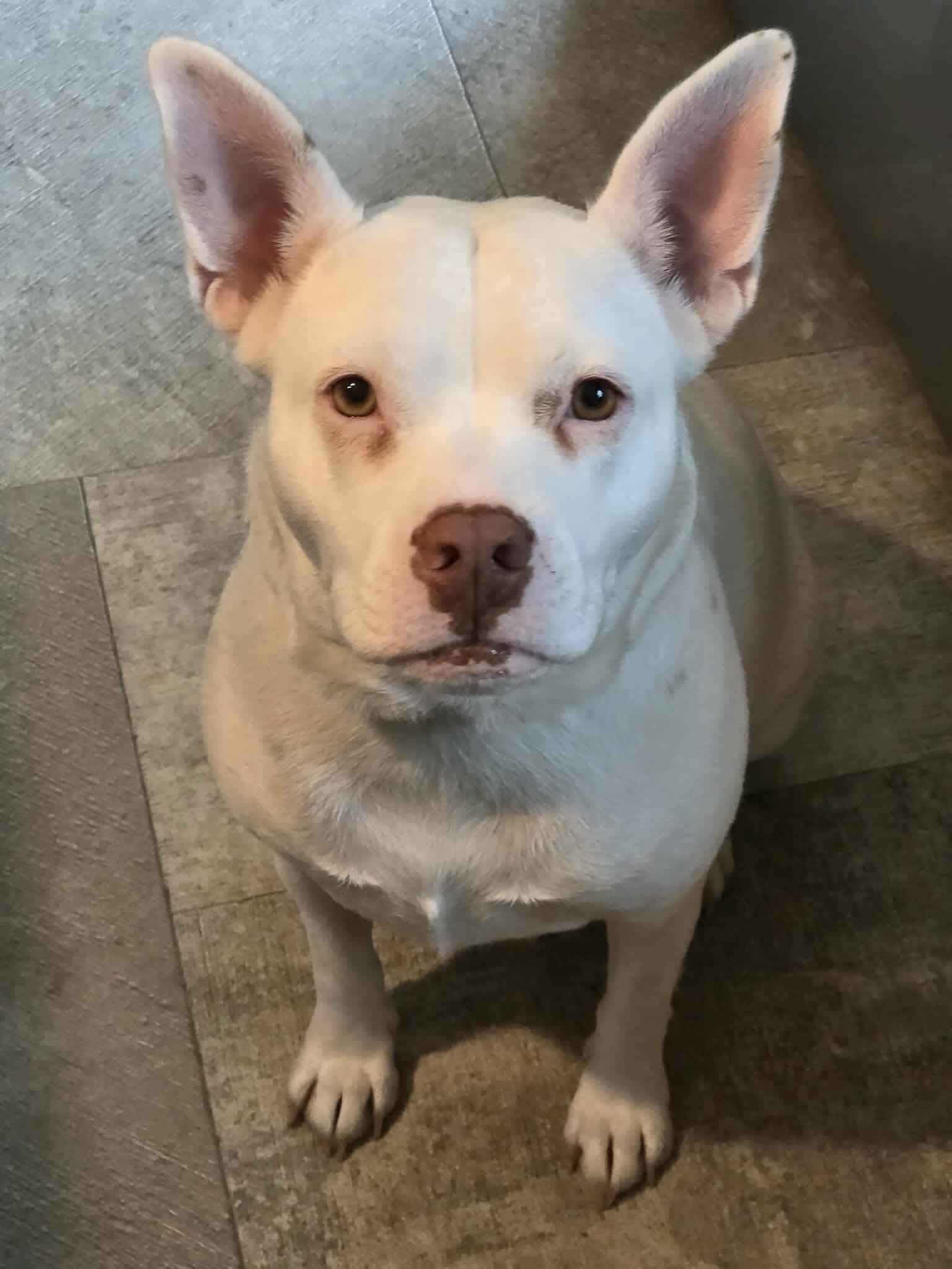 Enlarge Rosa, a Adoptable Mixed Breed in Vassalboro, ME image 1/4