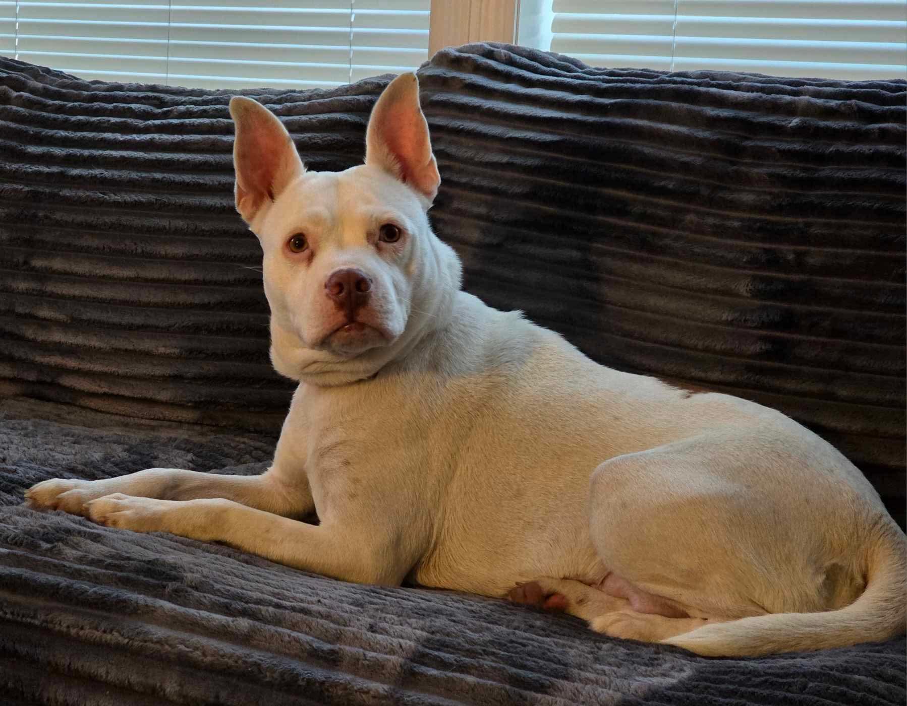 Enlarge Rosa, a Adoptable Mixed Breed in Vassalboro, ME image 2/4