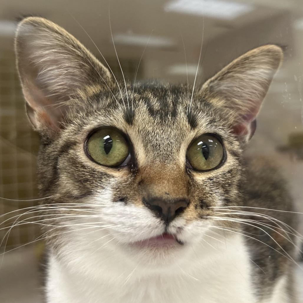 Enlarge Keebler, a Adoptable Domestic Short Hair in Atlanta, GA image 1/1