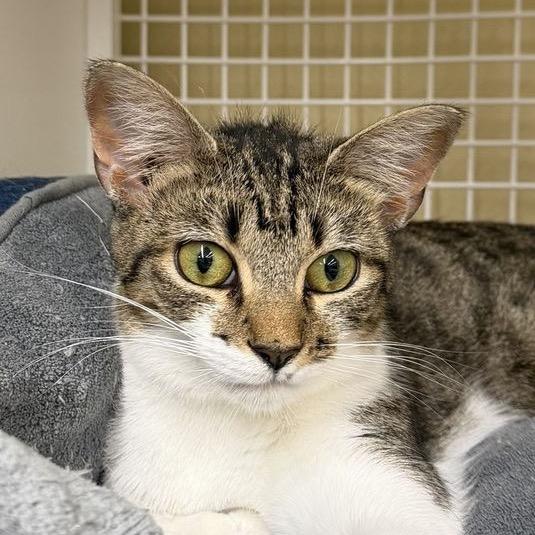 Enlarge Keebler, a Adoptable Domestic Short Hair in Marietta, GA image 2/6
