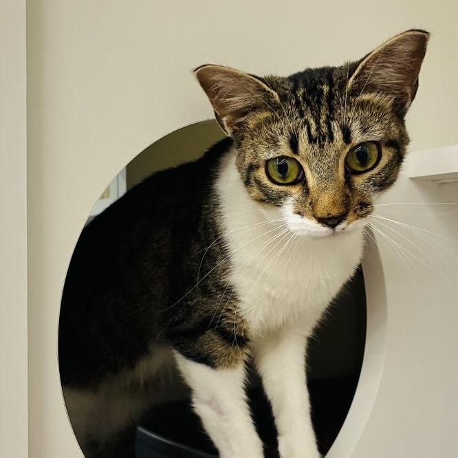 Enlarge Keebler, a Adoptable Domestic Short Hair in Marietta, GA image 3/6
