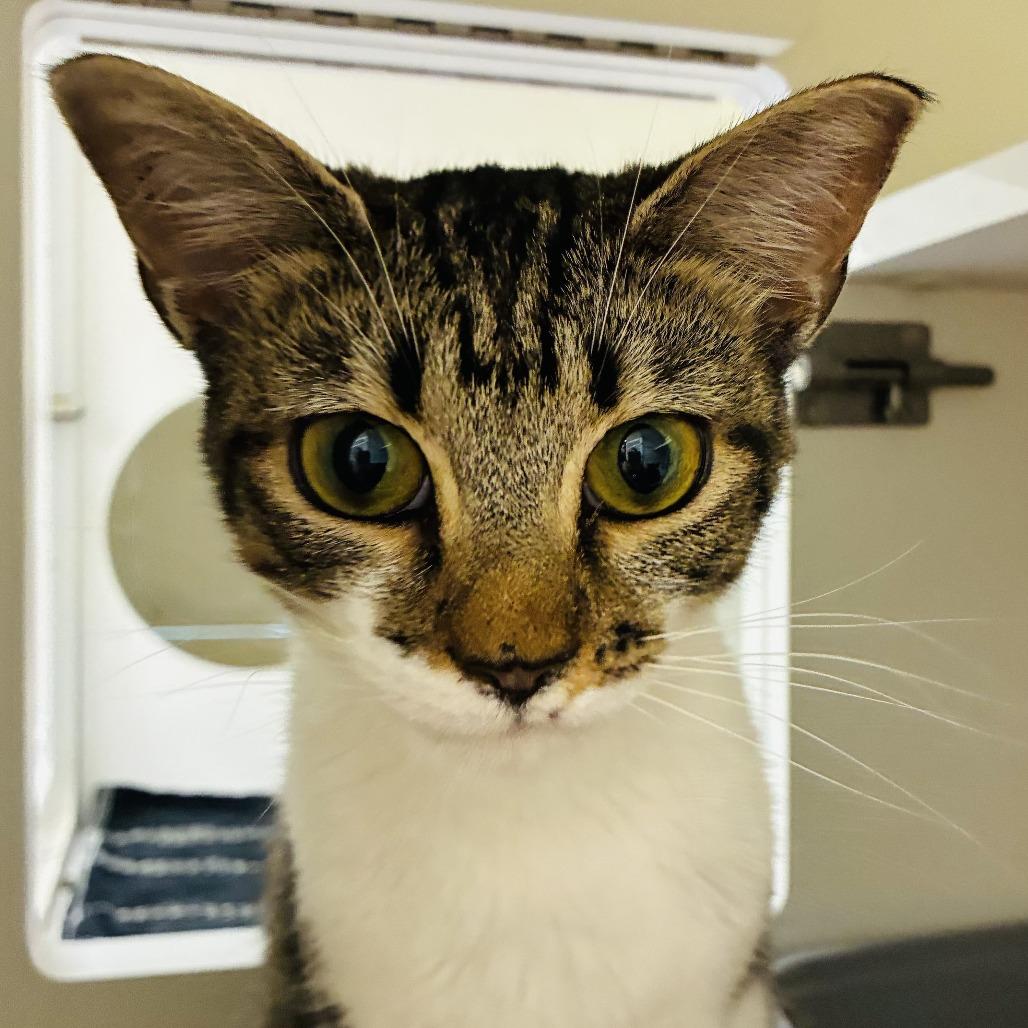 Enlarge Keebler, a Adoptable Domestic Short Hair in Marietta, GA image 4/6