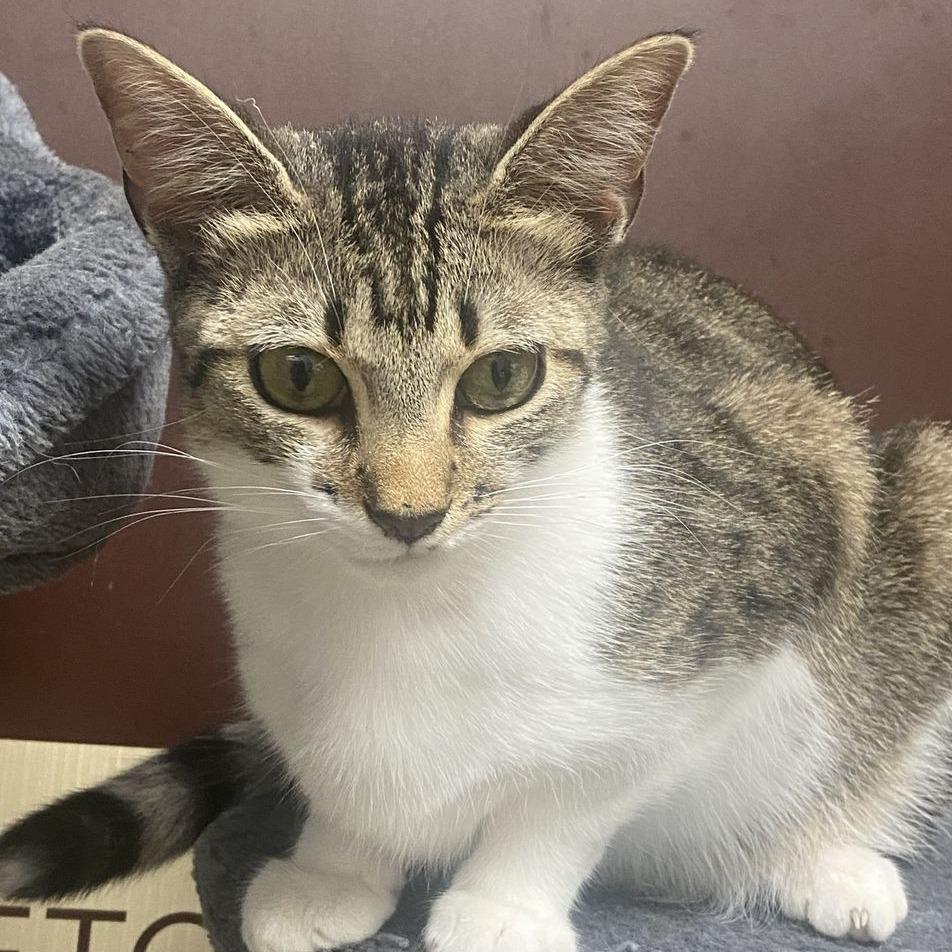 Keebler, a Adoptable Domestic Short Hair in Marietta, GA image 2/2