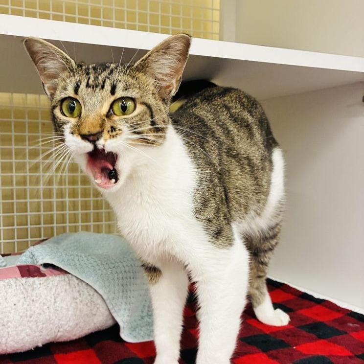 Enlarge Keebler, a Adoptable Domestic Short Hair in Marietta, GA image 6/6