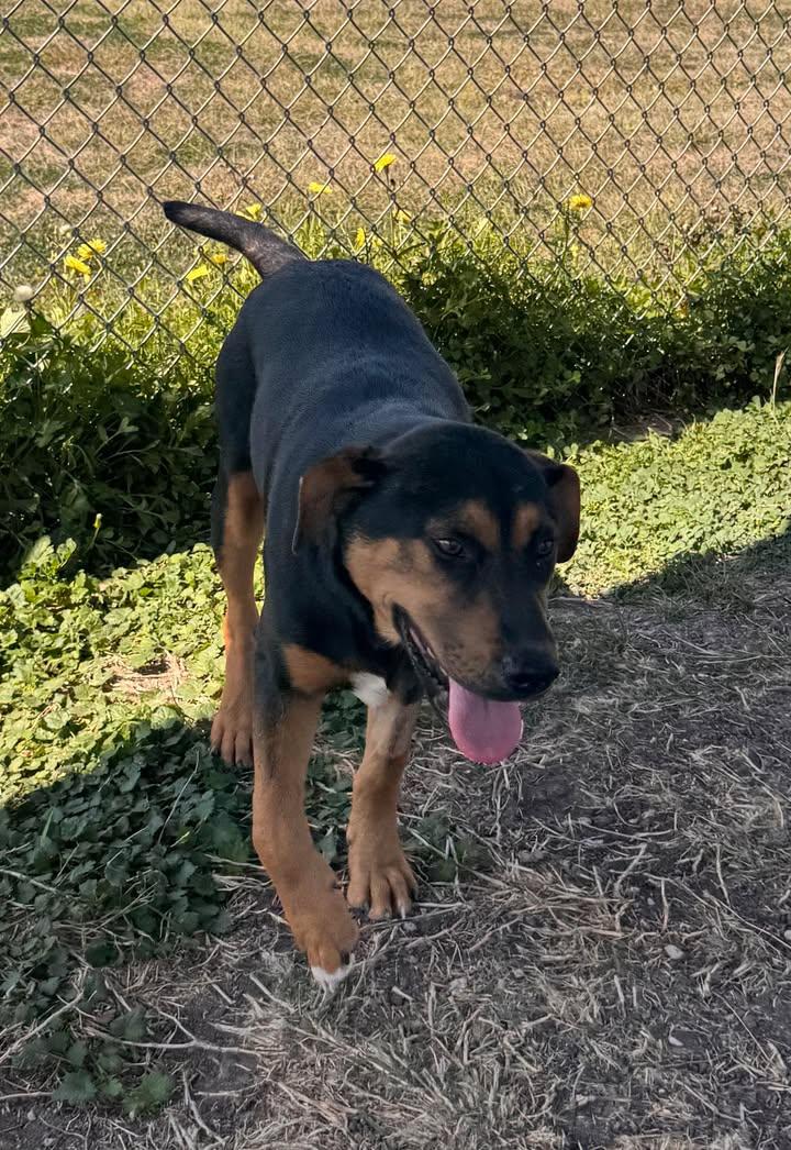 Enlarge Wrangler, a ADOPTABLE mixed breed in Port Lavaca, TX image 2/6