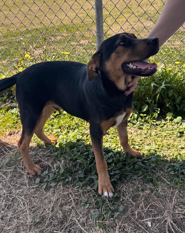 Enlarge Wrangler, a ADOPTABLE mixed breed in Port Lavaca, TX image 5/6
