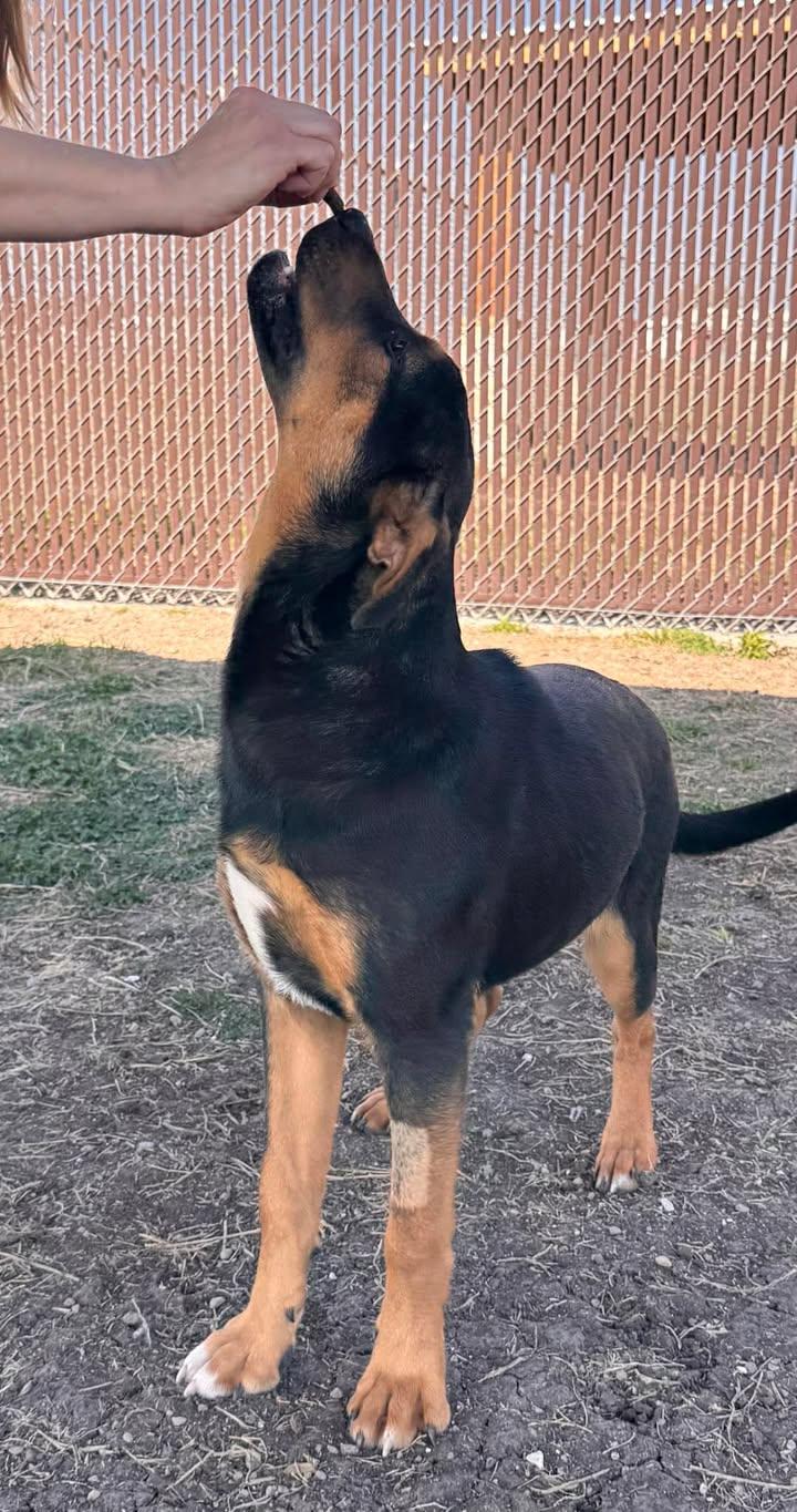 Enlarge Wrangler, a ADOPTABLE mixed breed in Port Lavaca, TX image 6/6